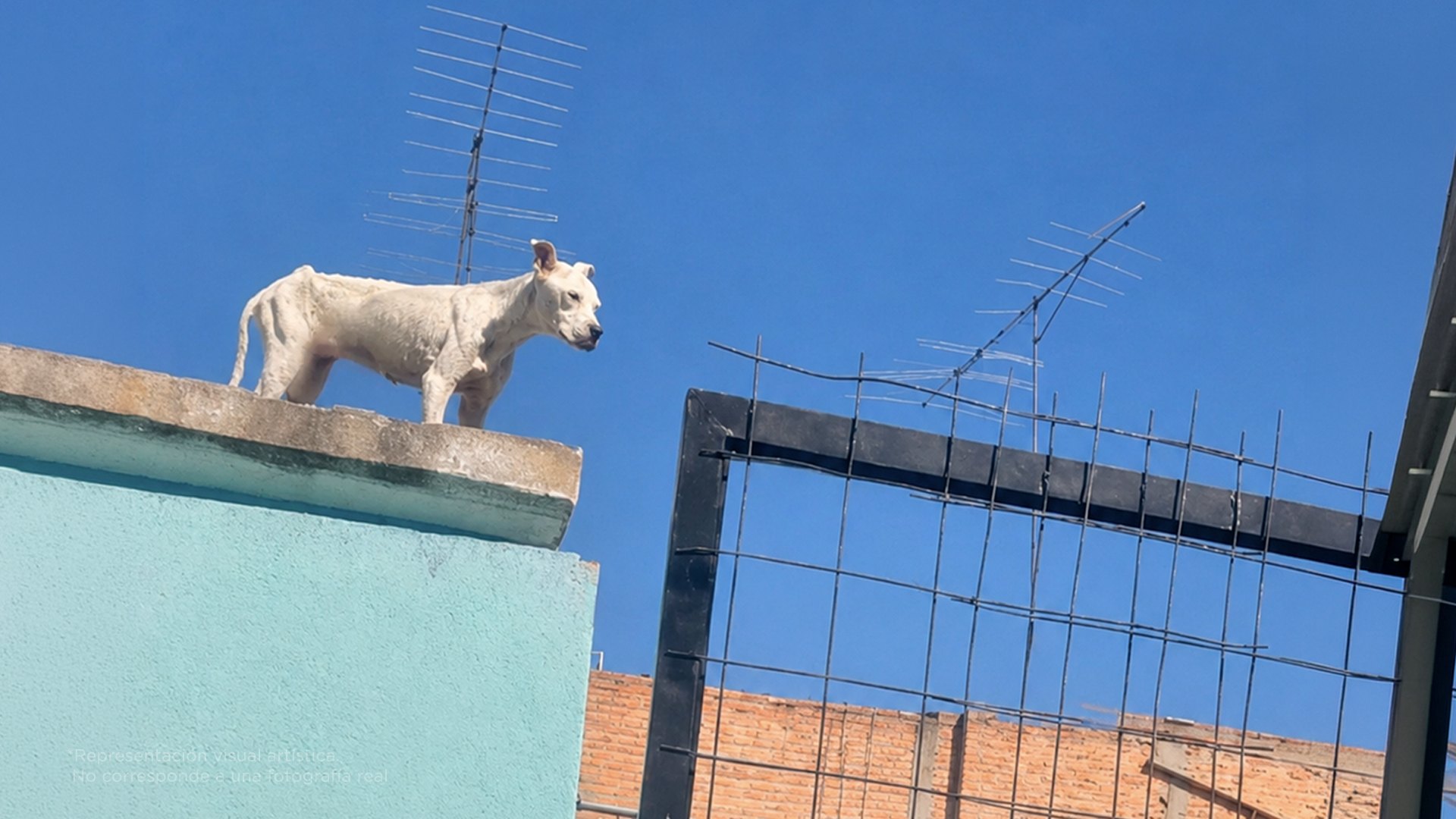 3 cosas que haces y son maltrato animal sin que lo sepas
