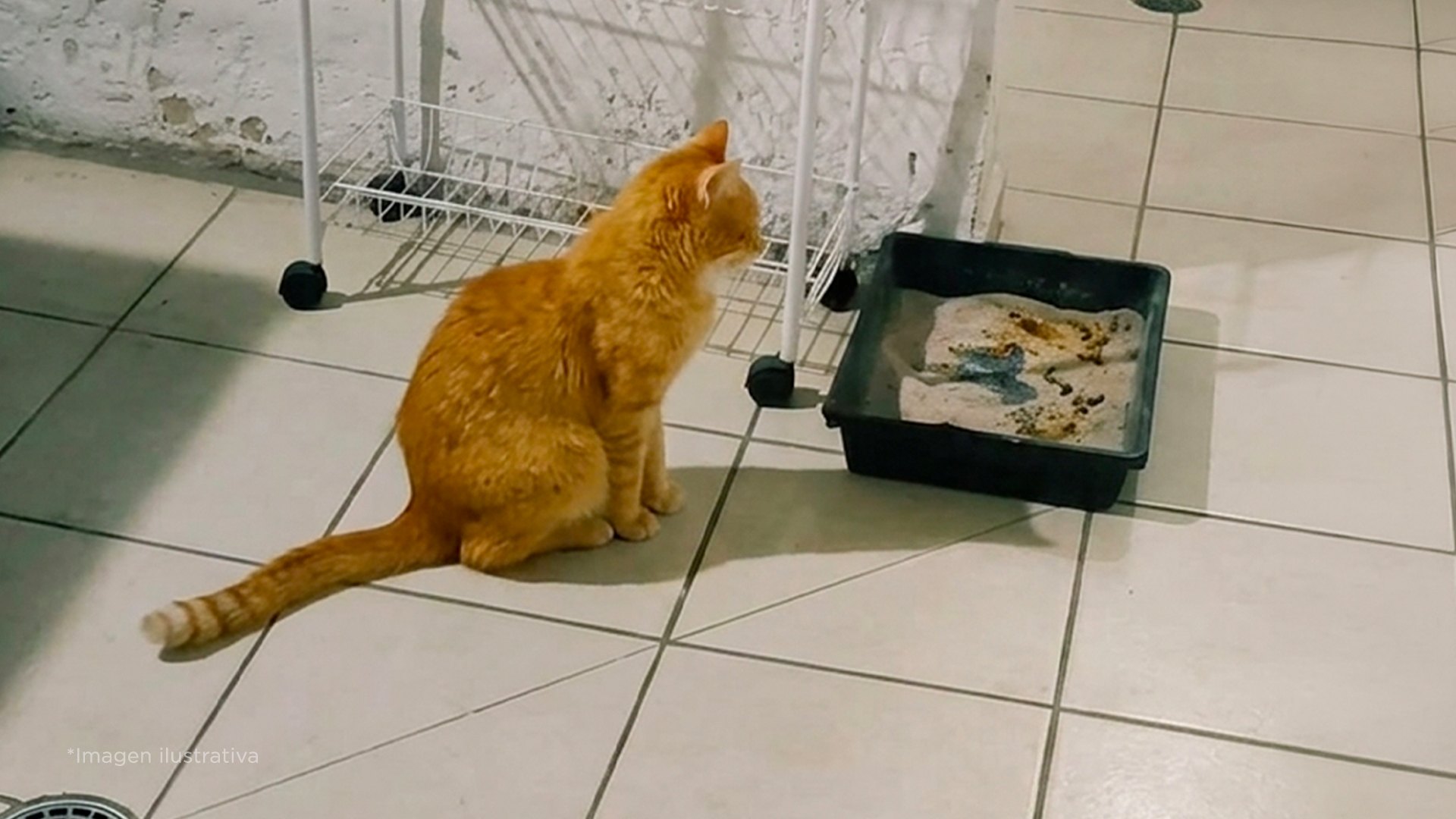 3 cosas que los gatos odian y debes evitar
