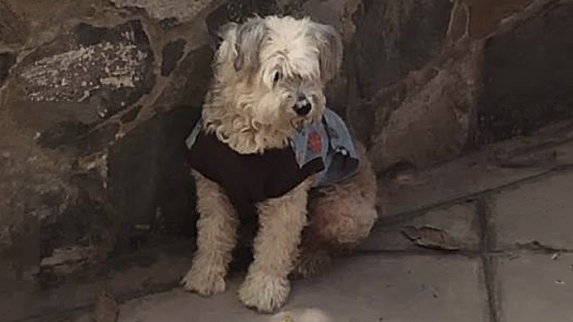 3 cosas que tienes que hacer hoy por si tu perro se pierde