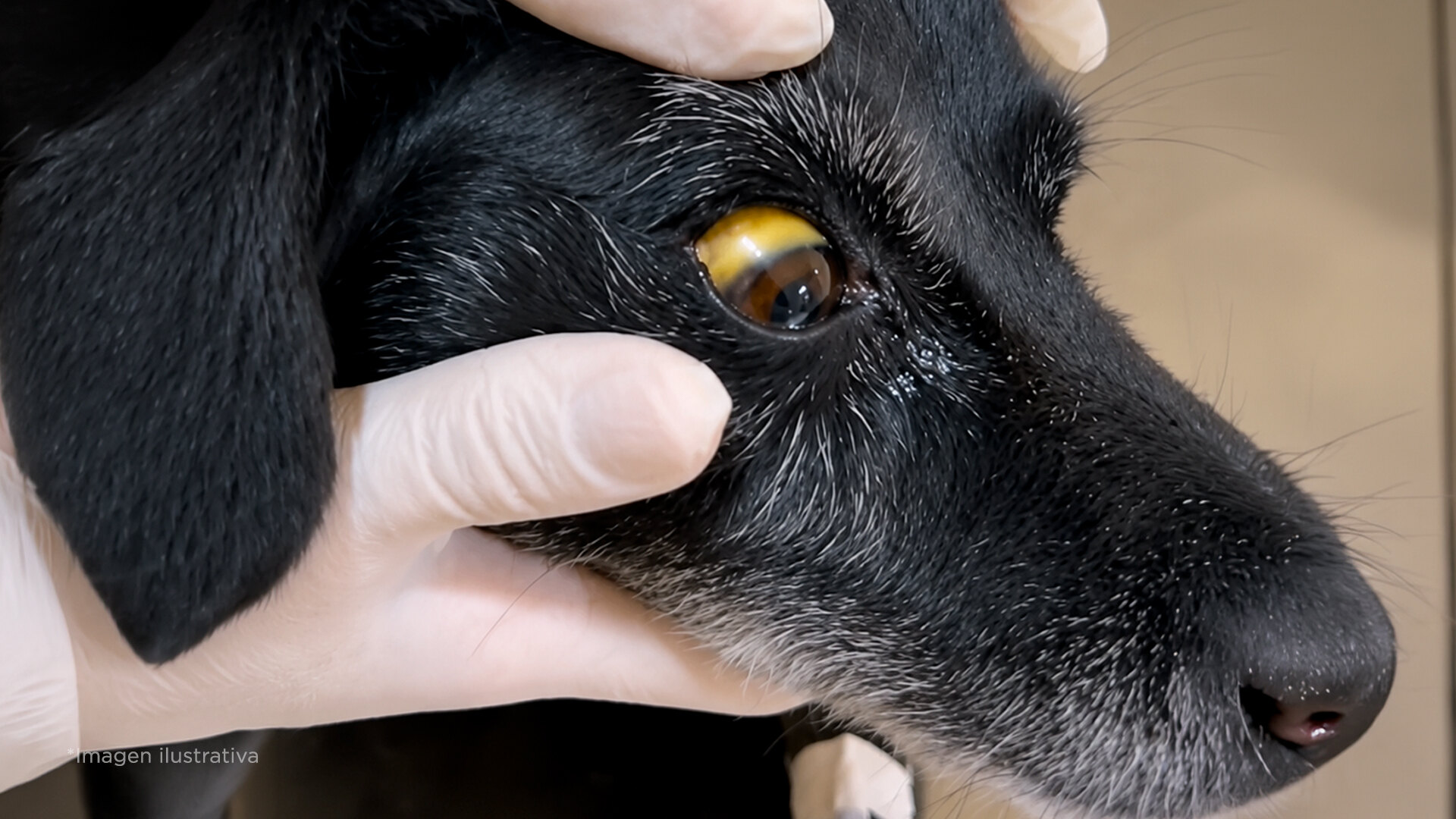 3 señales de que el hígado de tu perrito está fallando