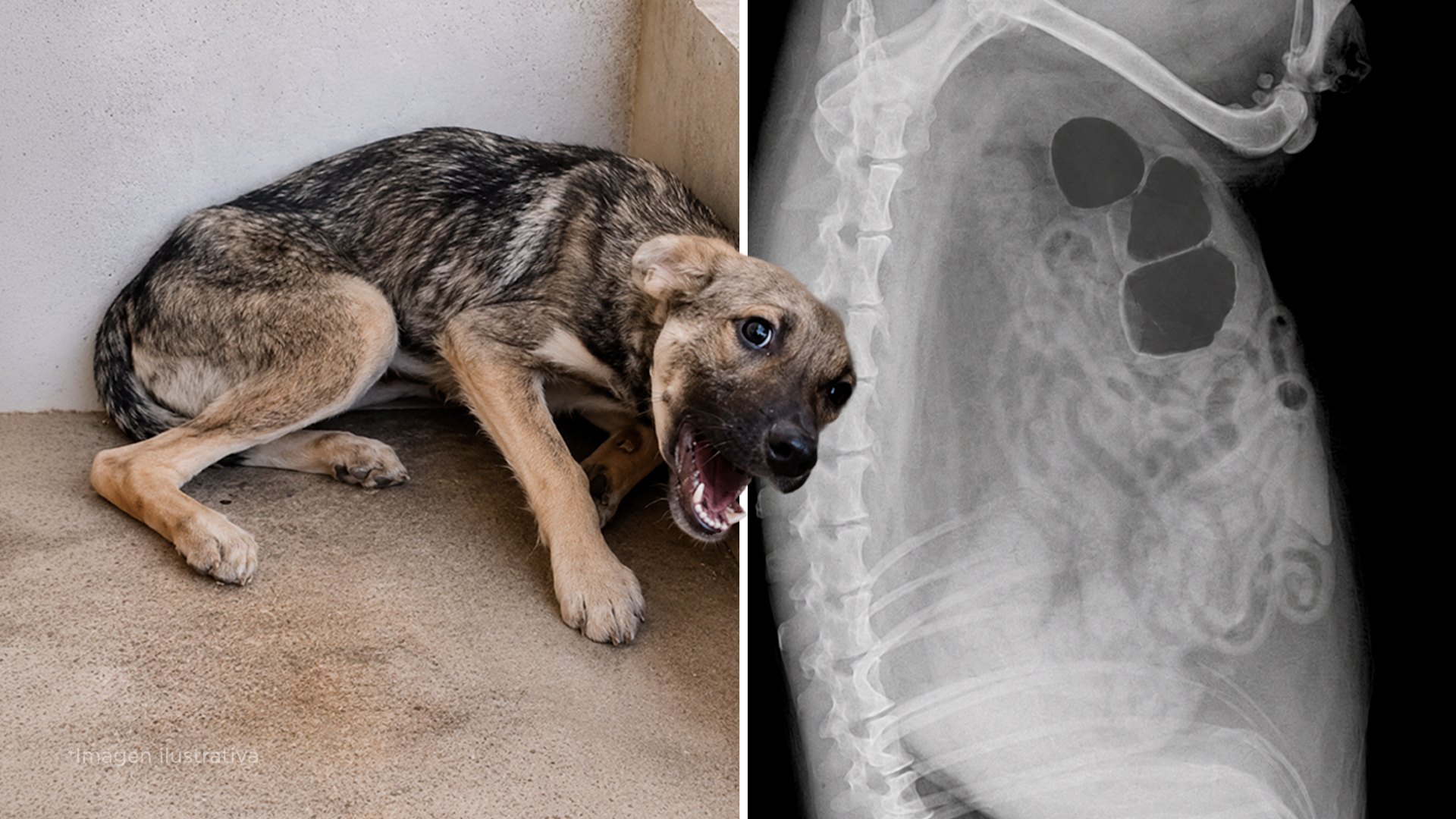 3 señales de que los riñones de tu perrito están fallando