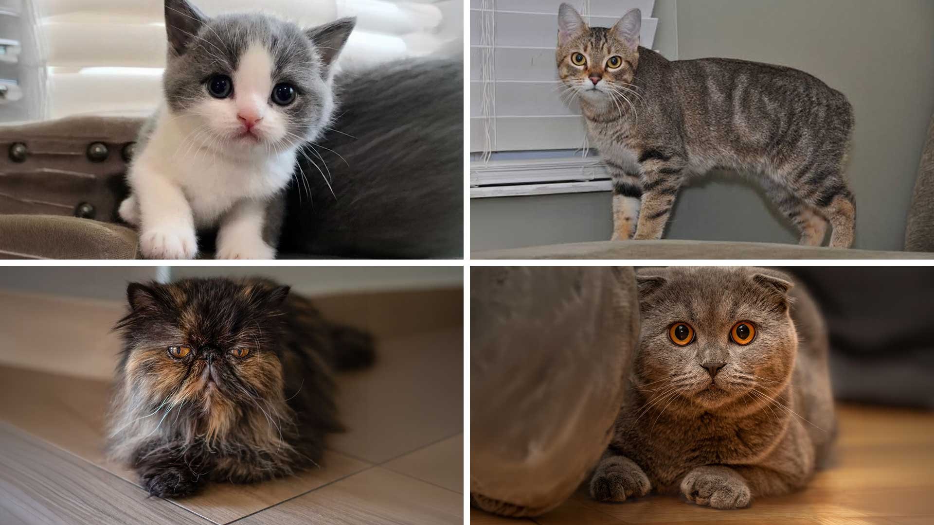4 gatos hermosos que nacen enfermos. NO LOS COMPRES