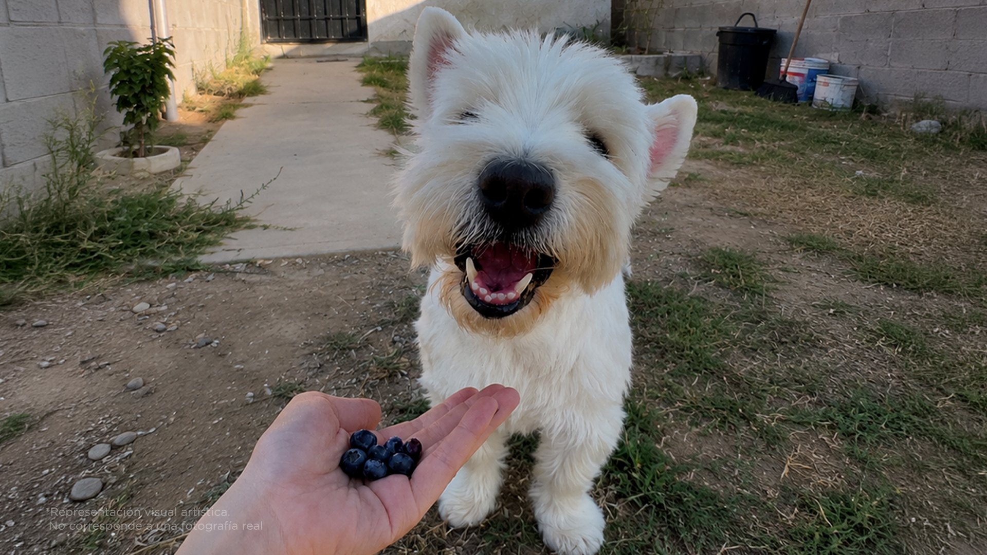 5 COMIDAS QUE SON MUY SALUDABLES PARA TU PERRITO