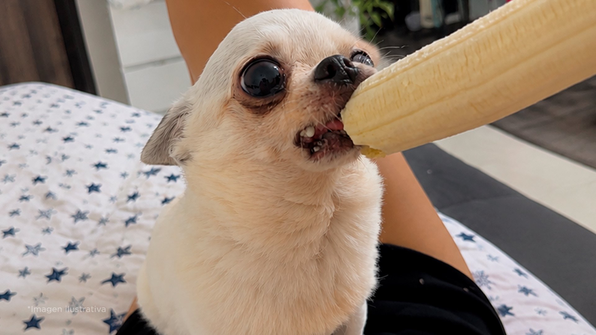 5 FRUTAS QUE SÍ PUEDES DARLE A TU PERRITO