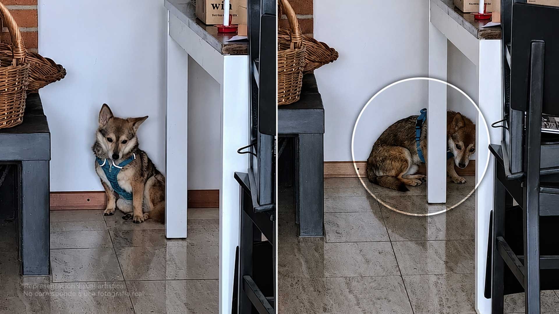 5 señales de que tu perro podría sentirse mal y no te has dado cuenta
