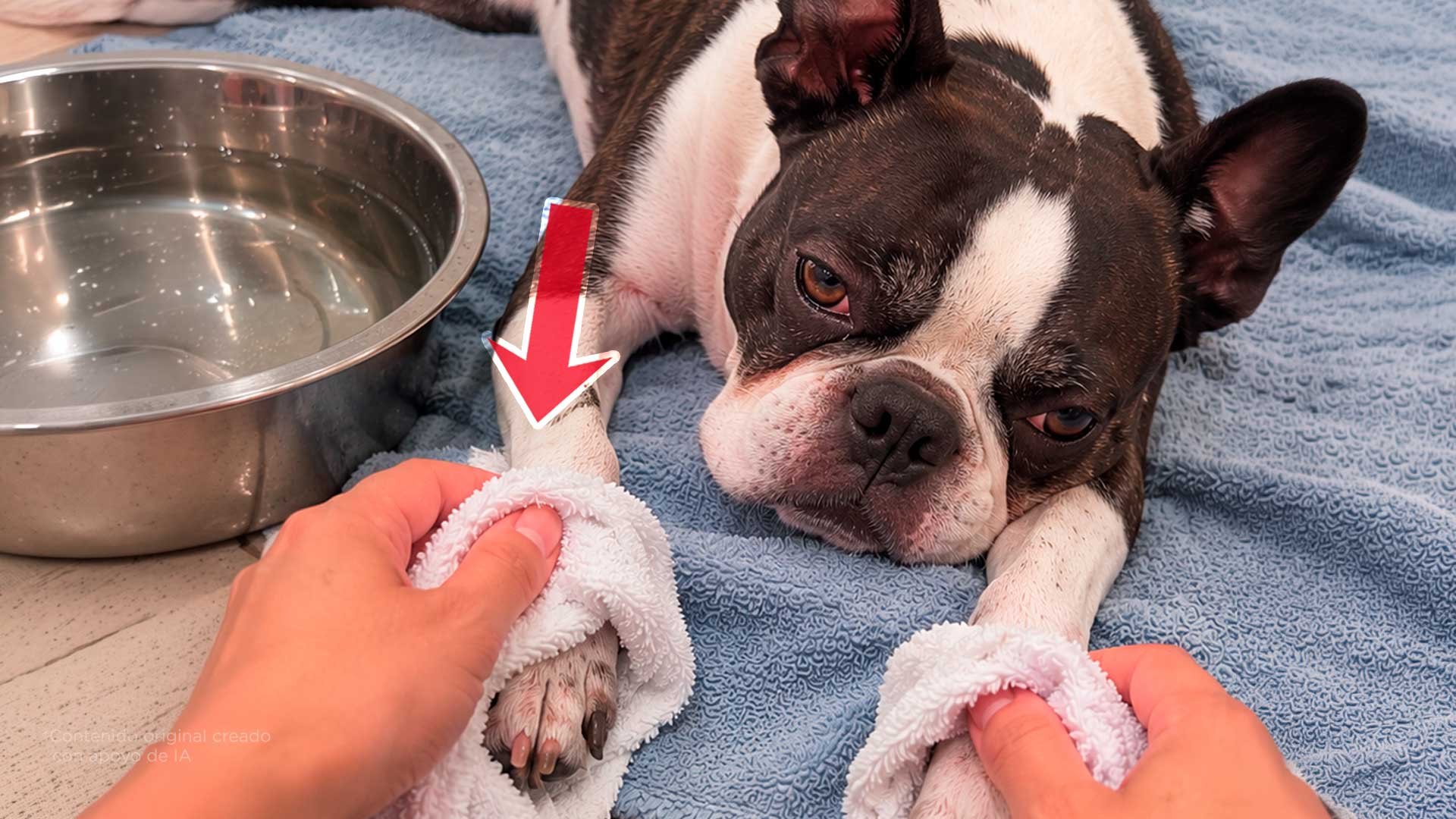 Así puedes bajarle la temperatura a tu perrito. Avísale a tu familia