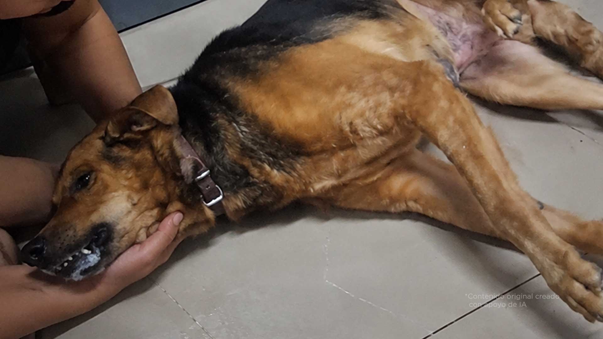 Así puedes salvarle la vida a tu perrito durante una emergencia médica
