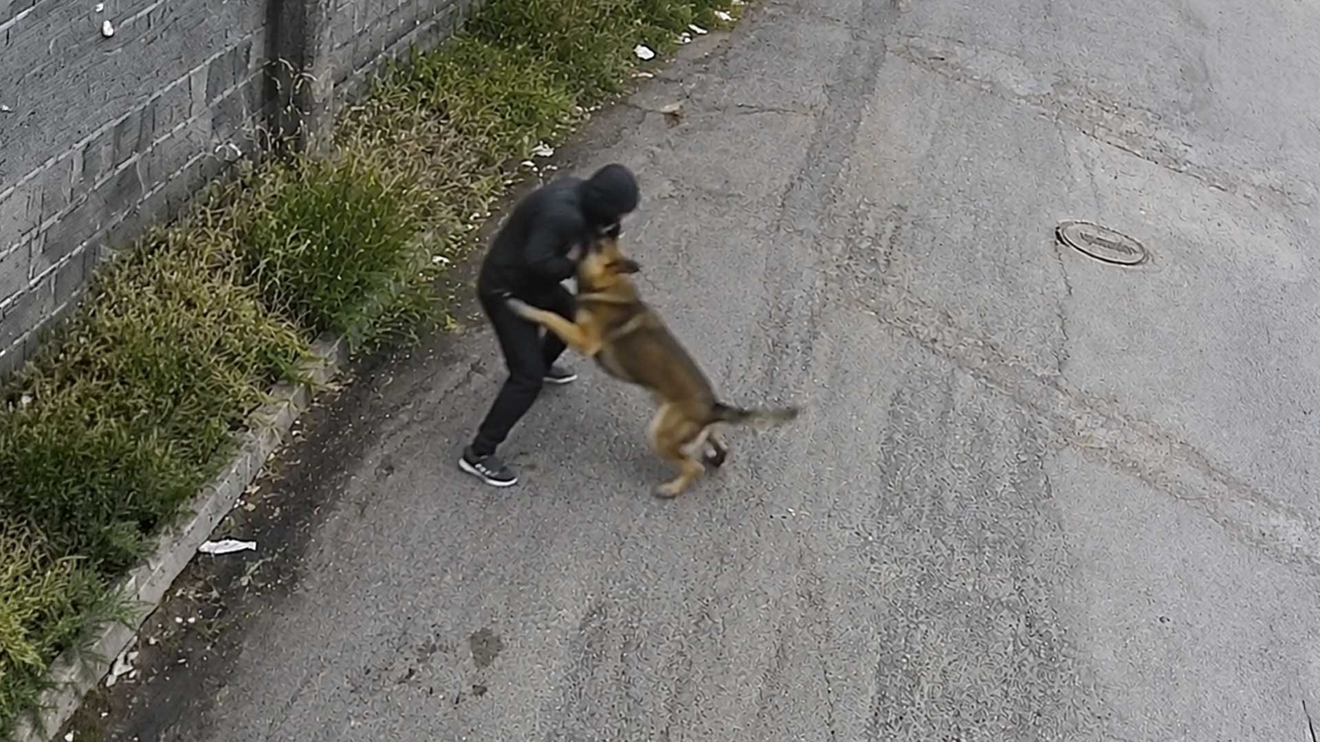 ¿Cómo defenderte de un perro bravo en 30 segundos?