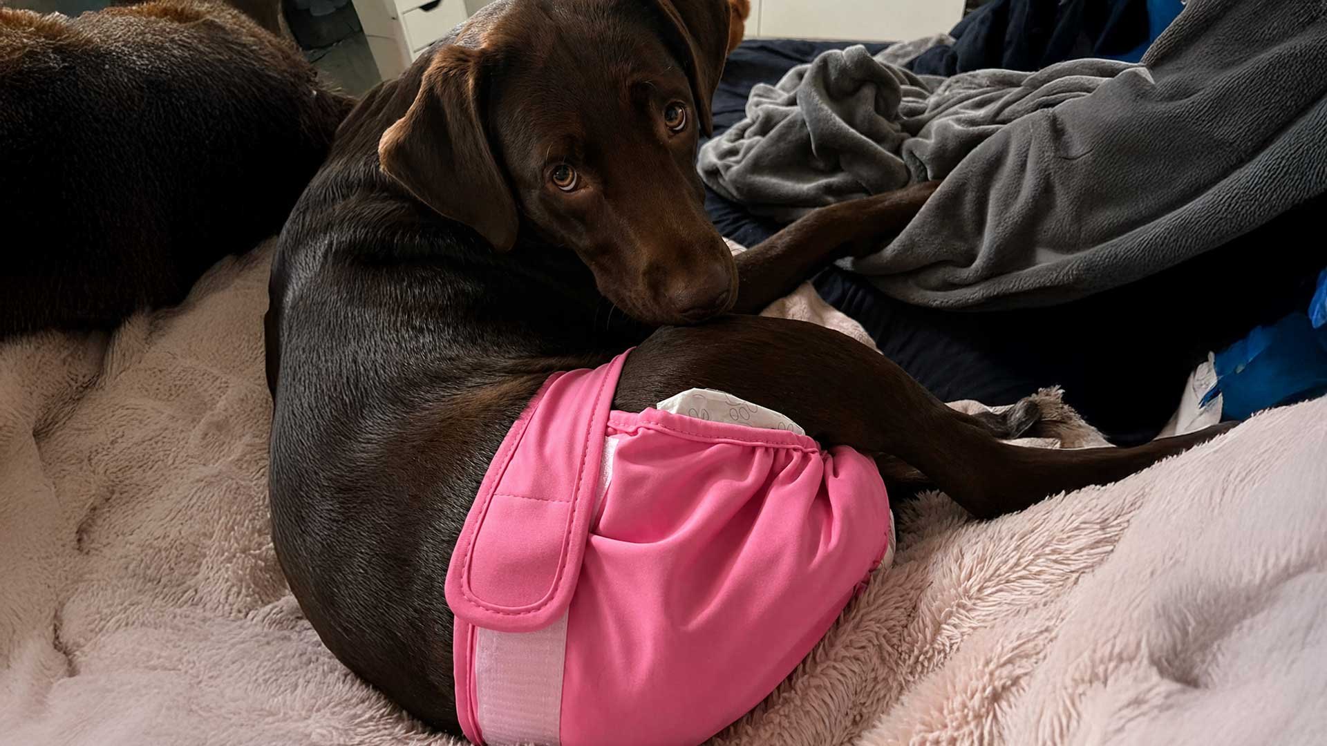 Cuidado: Esto le pasa a tu perrita cuando tiene su periodo