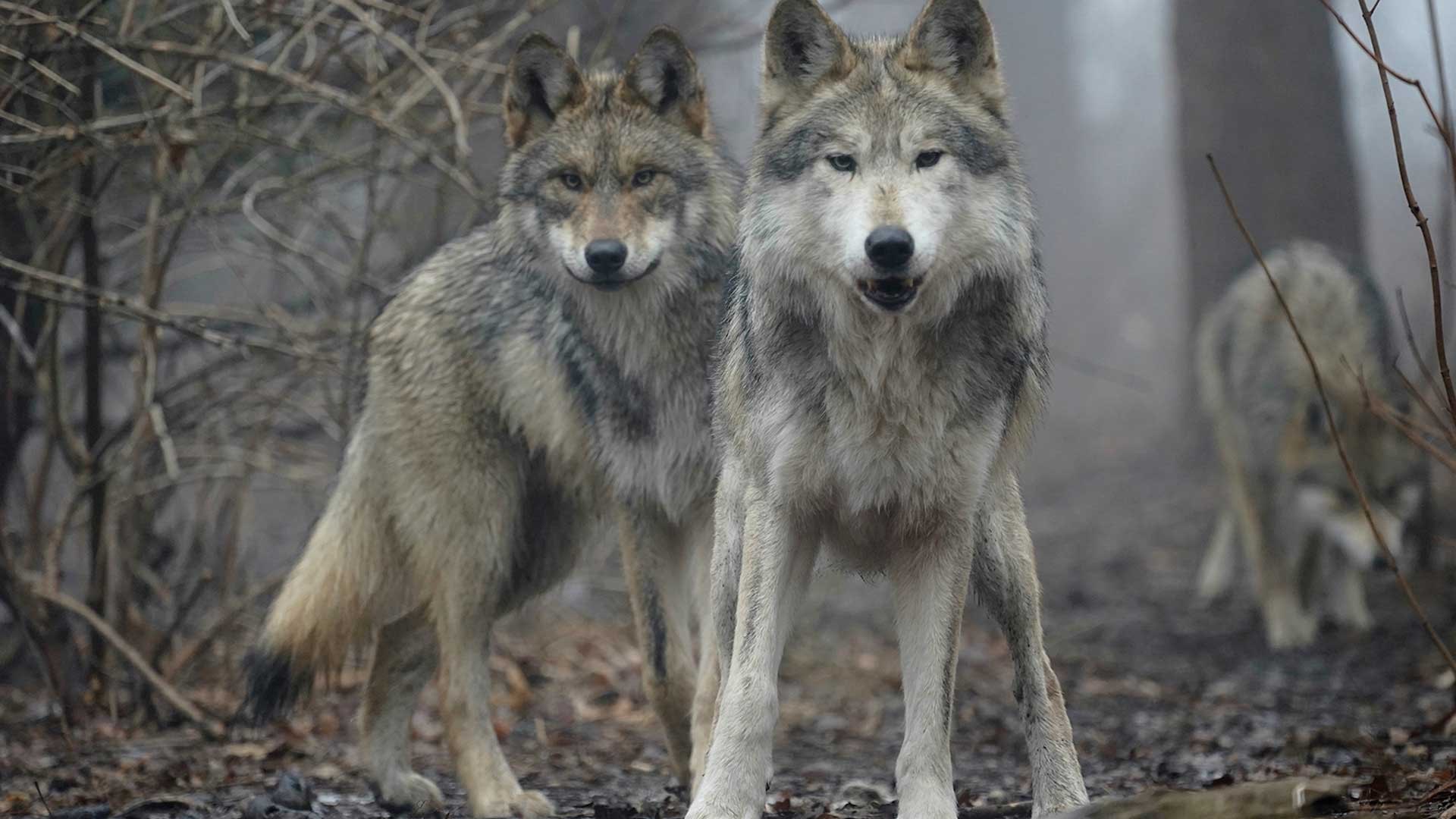 En la naturaleza, las hembras son las que mandan