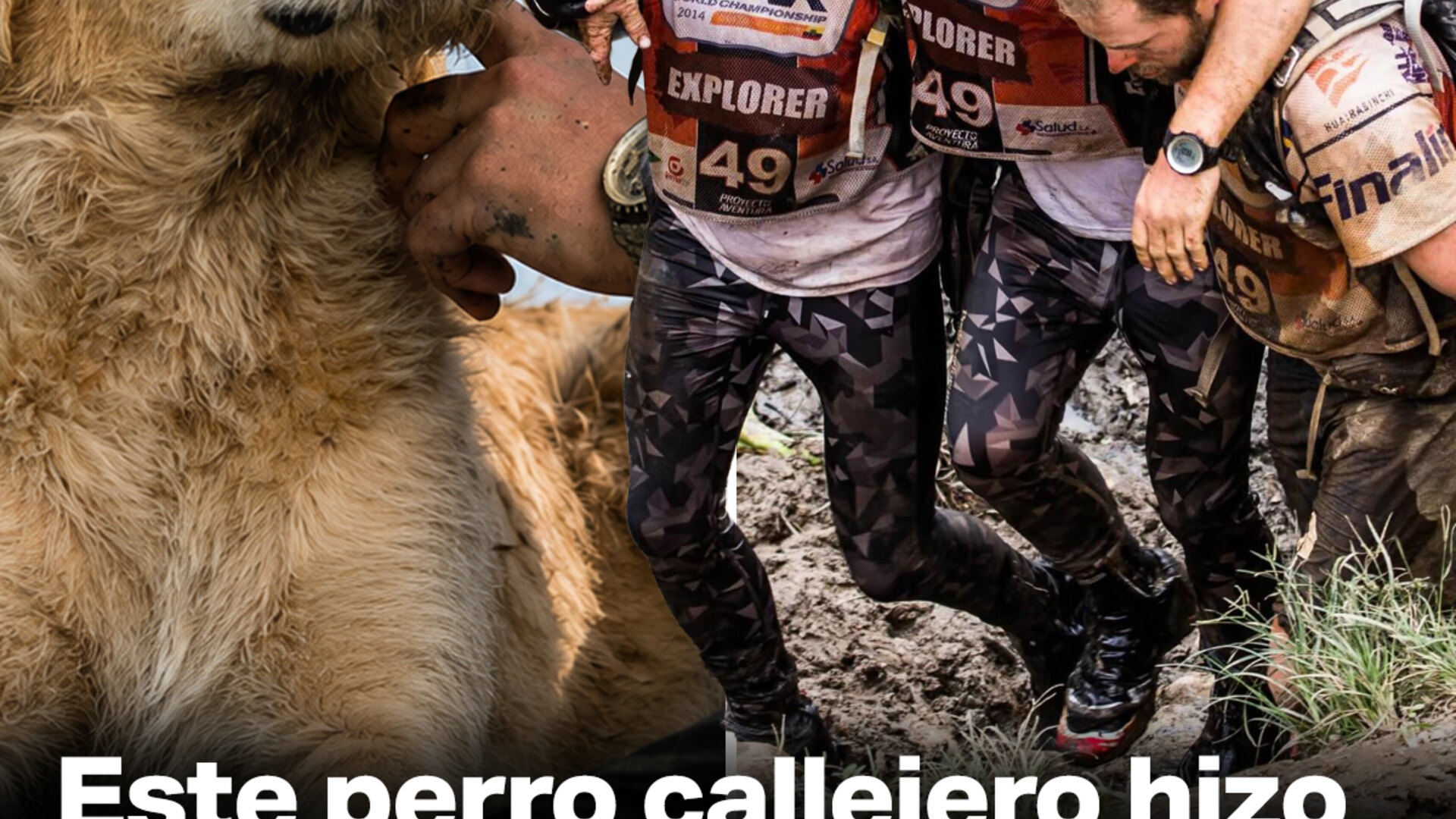 Este perro callejero hizo algo que ningún humano haría