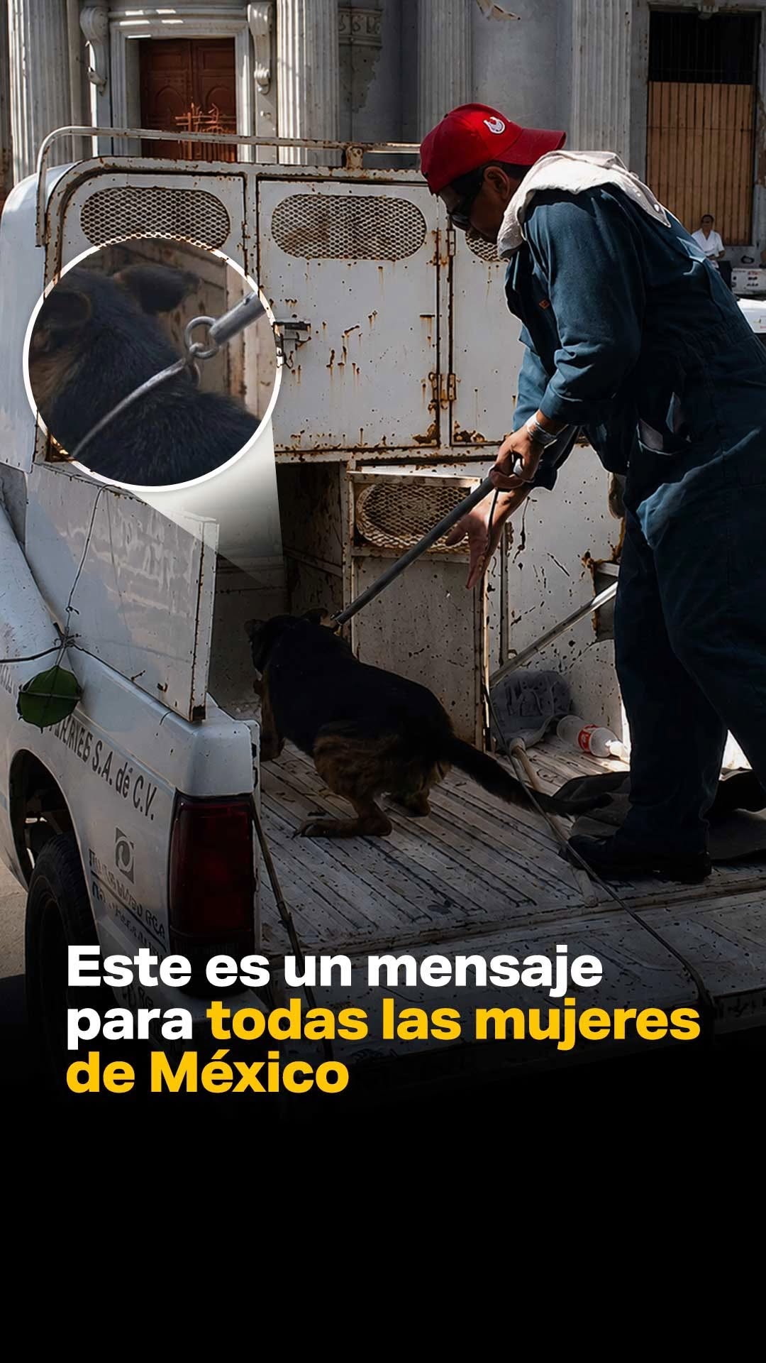 Si tu perro come popó, esta puede ser la razón