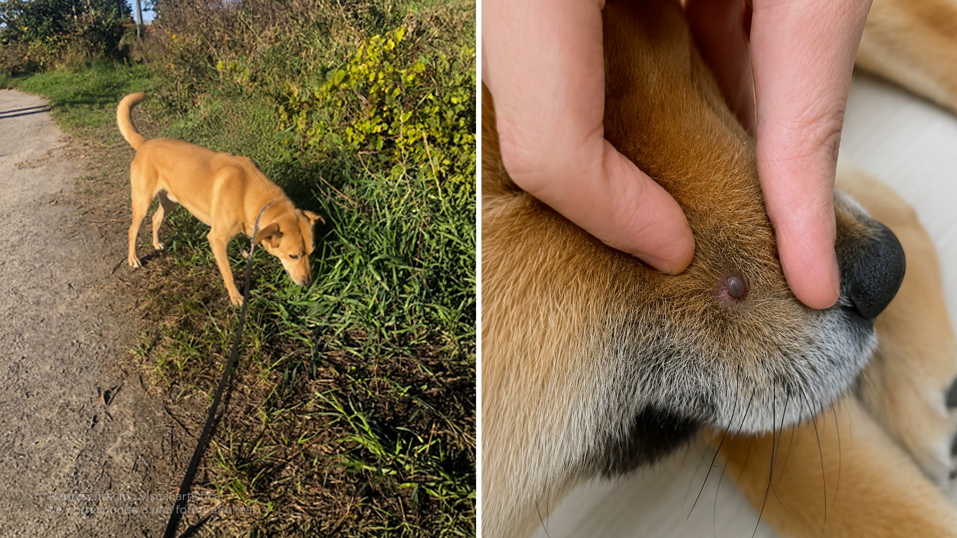 Llevó a su perrito al parque, y 3 meses después falleció