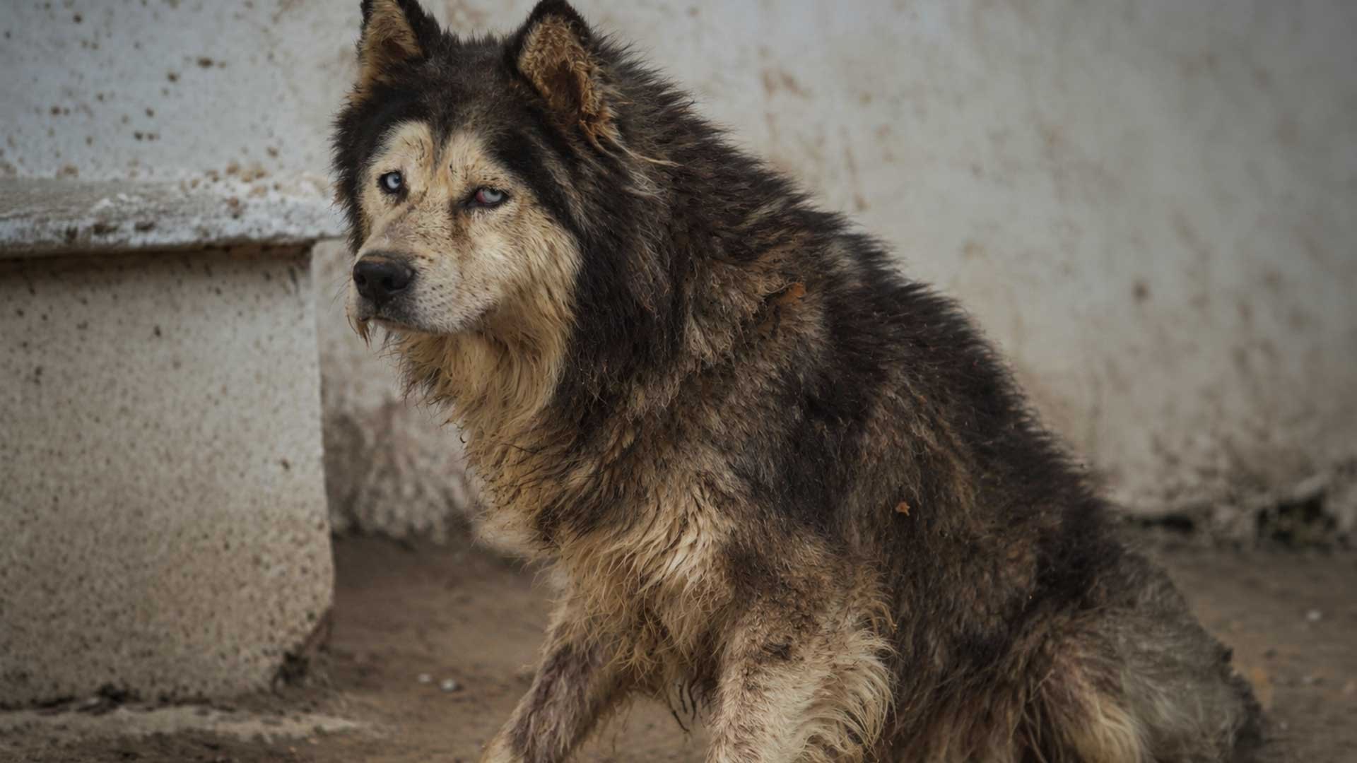 Los Huskys son los perros más abandonados