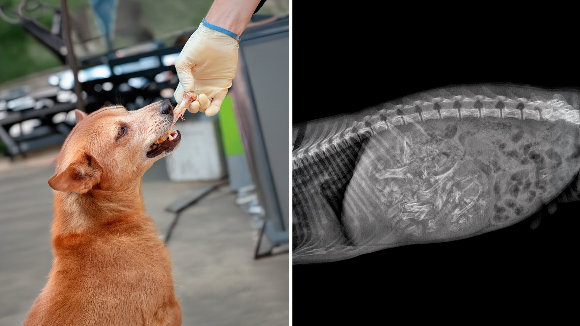 Nunca le des estos huesos a tu perro: podrían terminar en una emergencia