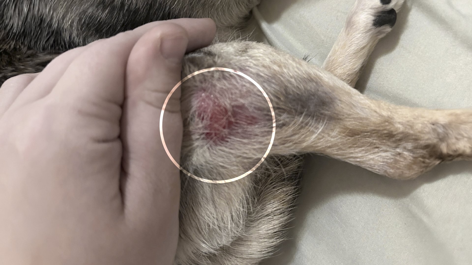 Por qué tu perro sigue con pulgas aunque le pongas antipulgas