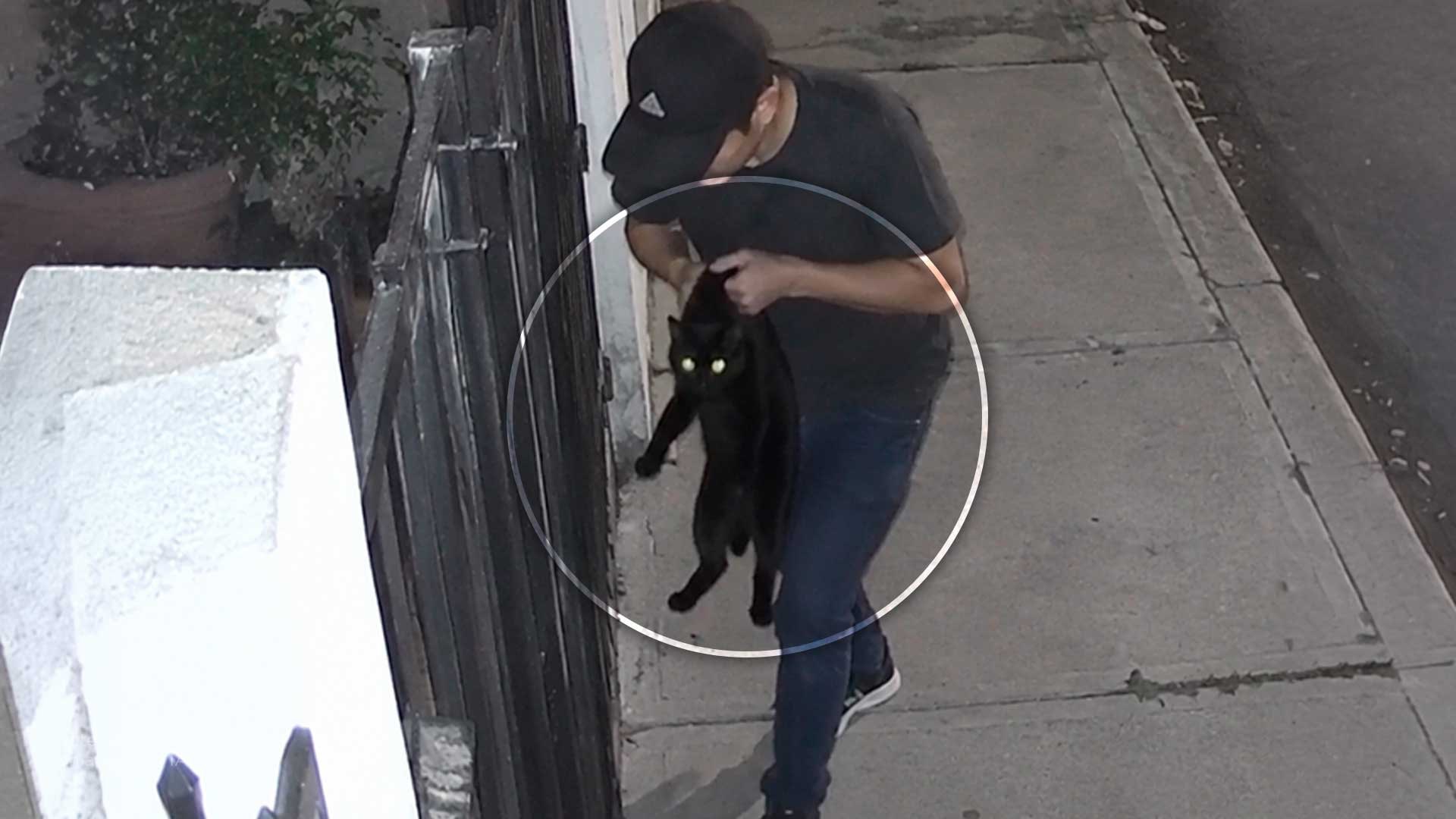 Si tienes un gato negro, en octubre te lo pueden robar para lastimarlo