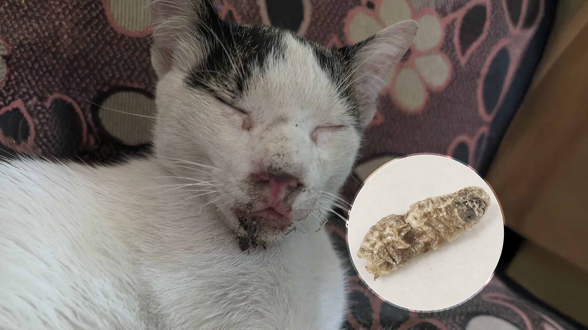 Si tu gato sigue con pulgas, esto es lo que estás haciendo mal