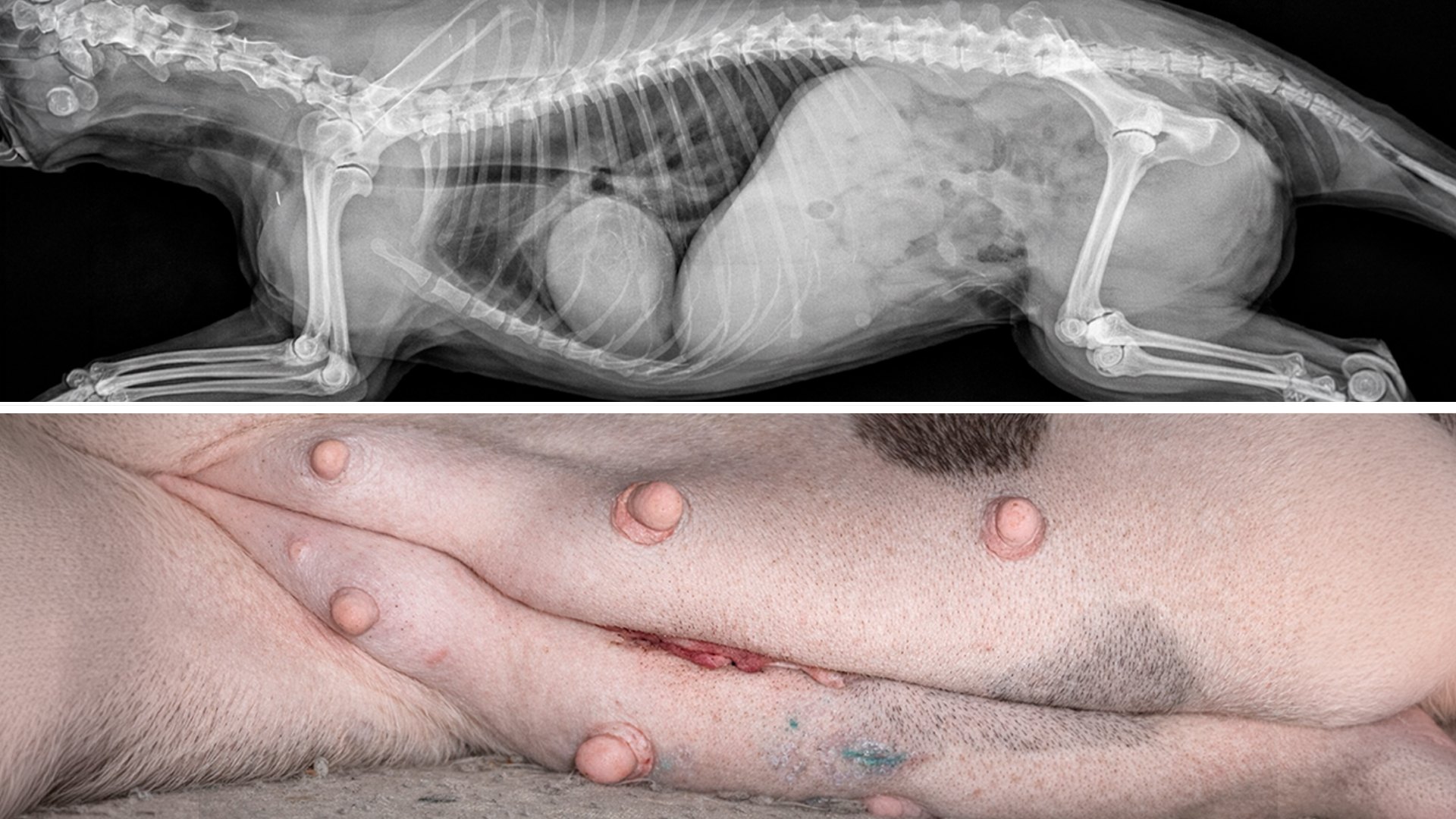 Si tu perrita no está esterilizada, es urgente que sepas esto