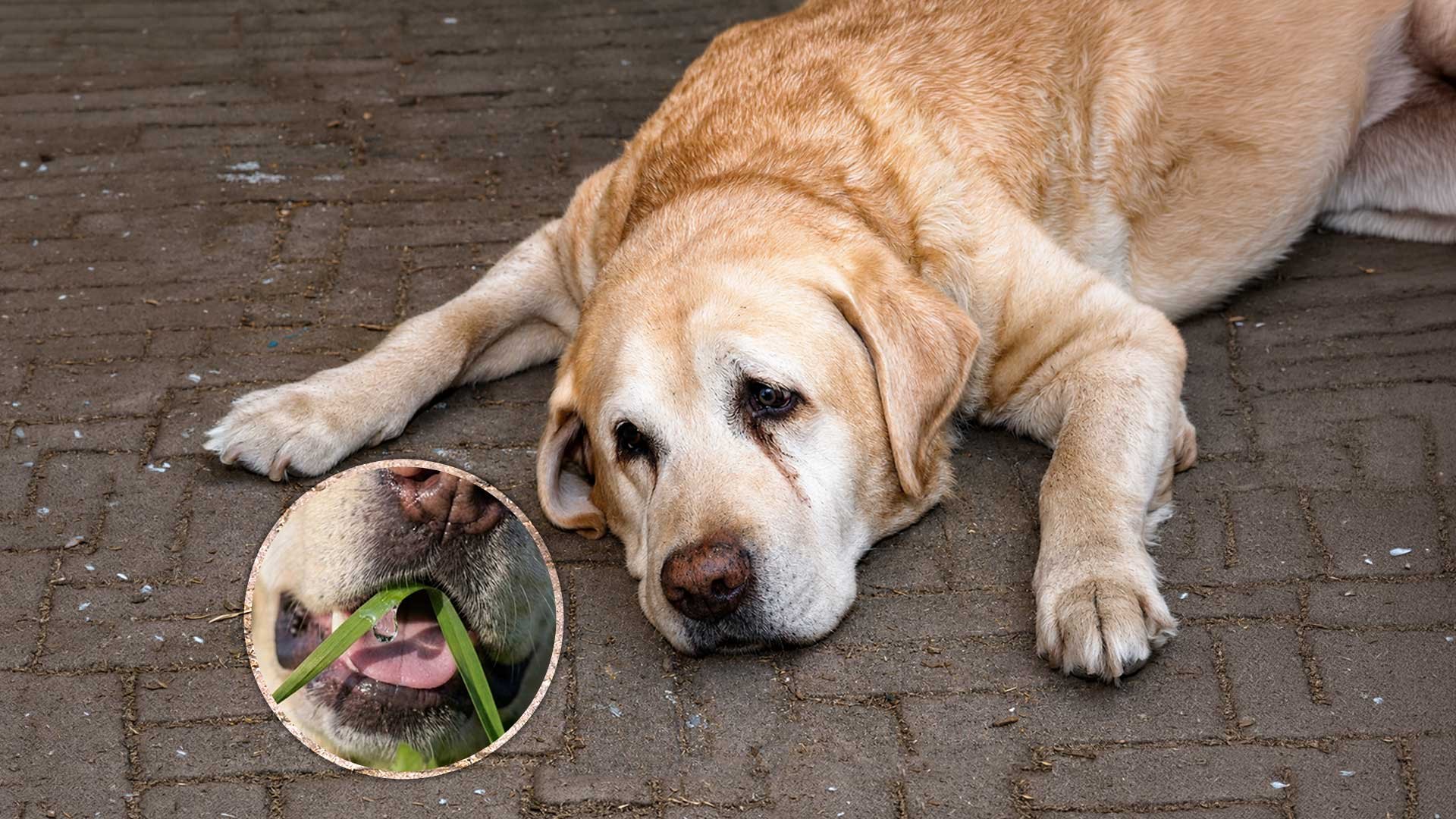 Si tu perro come pasto, esto es lo que realmente significa