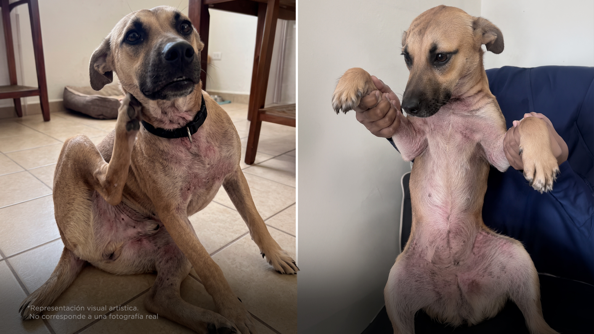 Si tu perro no deja de rascarse, podría ser alergia, no pulgas