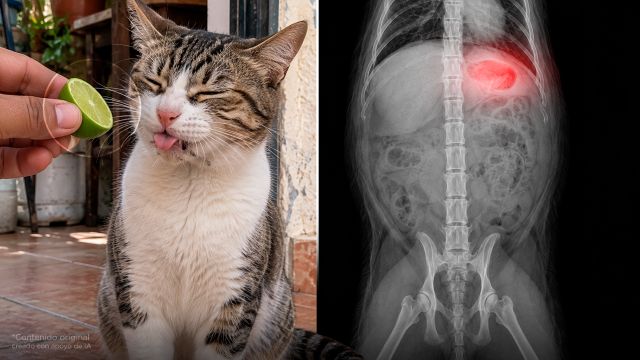 5 olores que tu gato odia, y pueden enfermarlo