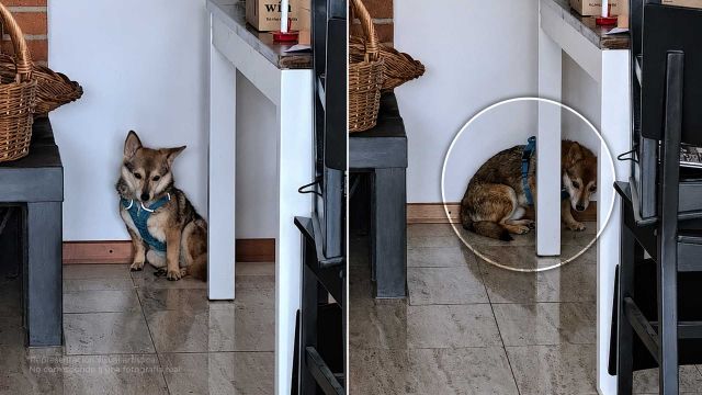 5 señales de que tu perro podría sentirse mal y no te has dado cuenta