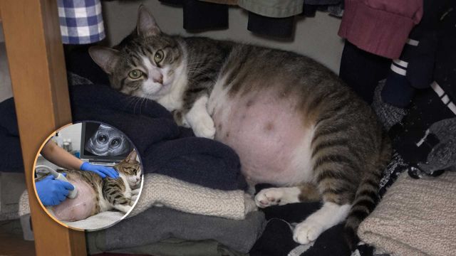 Así tienes que cuidar a una gatita embarazada