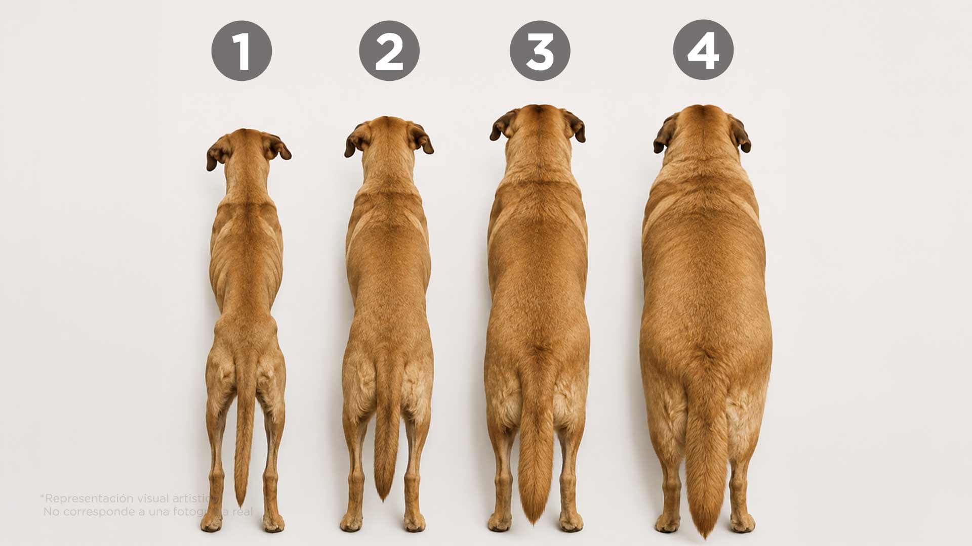 Cómo saber si tu perro tiene sobrepeso