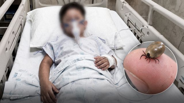Cuidado: un niño murió de rickettsia por las garrapatas de su perro
