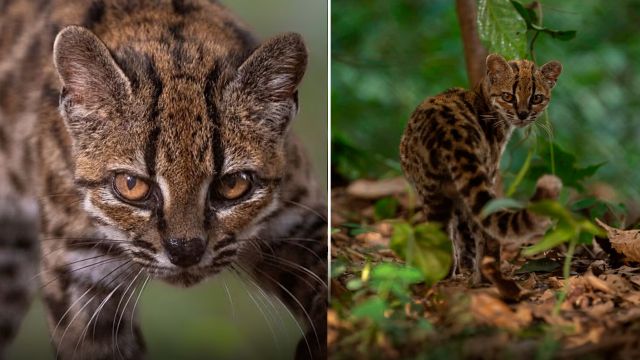 Descubren una especie nueva de gato. Pesa solo 1.4 kilos