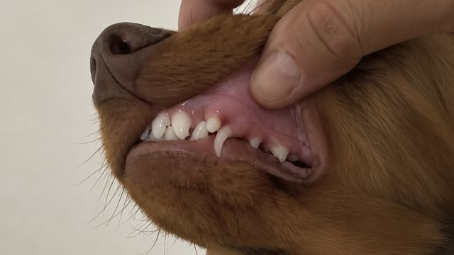 Esto tienes que saber sobre los dientes de tu perrito