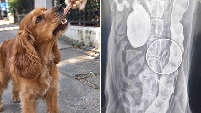 Estos 5 alimentos pueden matar a tu perro. Avísale a tu familia