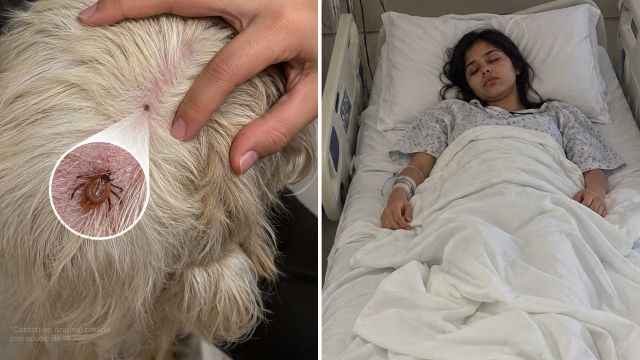 Las garrapatas de tu perro pueden matar a una persona. Avísale a tu familia