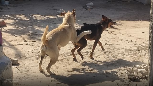 ¿Mi perro es gay si intenta montar a otros perros machos?