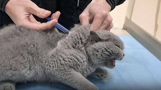 Nunca dejes que vacunen a tu gato en el cuello