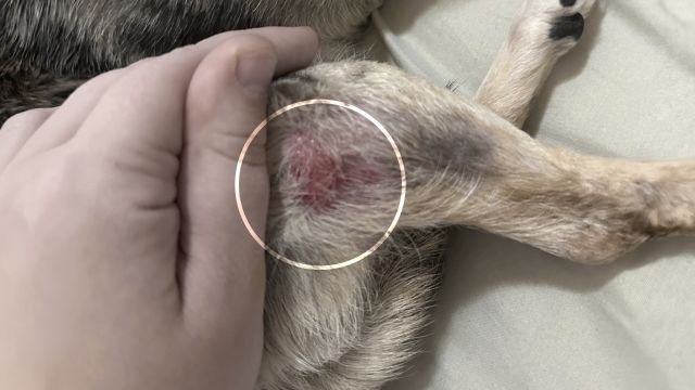 Por qué tu perro sigue con pulgas aunque le pongas antipulgas