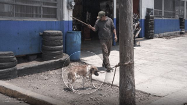 Proponen 20 años de cárcel a quien maltrate a un perrito de la calle. ¿Estás a favor?