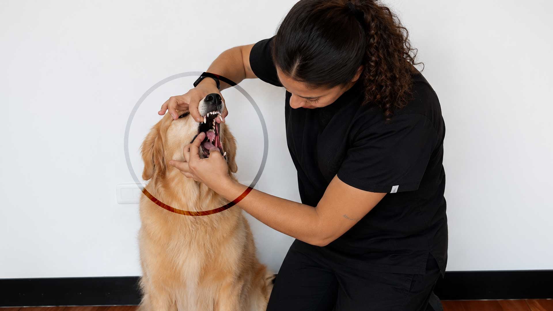 ¿Qué hacer si tu perro se atraganta o se le atora algo en la garganta?