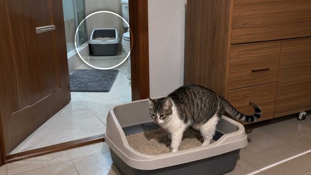 Si tienes gato, tienes que saber estas 6 cosas