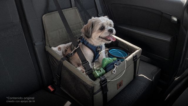 Si tienes perrito, esto tienes que traer siempre en tu carro