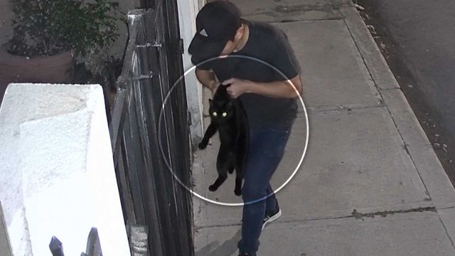 Si tienes un gato negro, en octubre te lo pueden robar para lastimarlo
