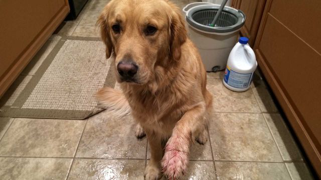 Si trapeas con cloro y tienes perros, tienes que saber esto para proteger sus patitas