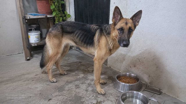 Si tu perro come bien y no engorda, esto puede estar pasando