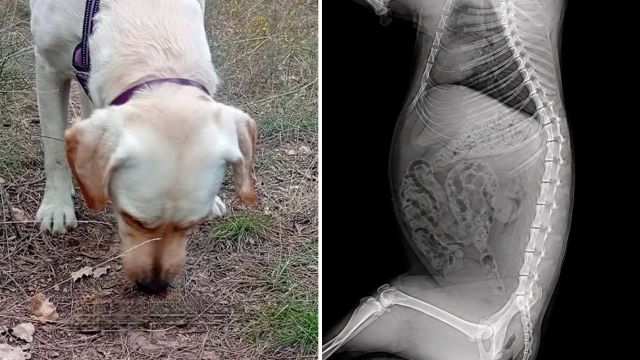 Si tu perro come popó, esta puede ser la razón