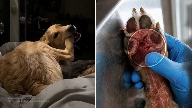 Si tu perro se muerde mucho las patas, podría tener un problema