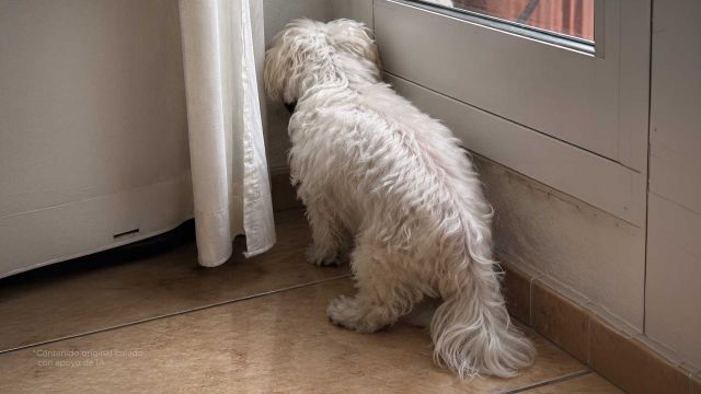 Si tu perro se queda viendo la pared, podría tener Alzheimer