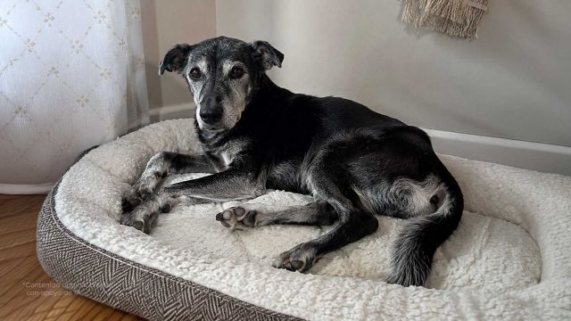 ¿Tu perro ya es viejito? 5 cuidados que ahora necesita