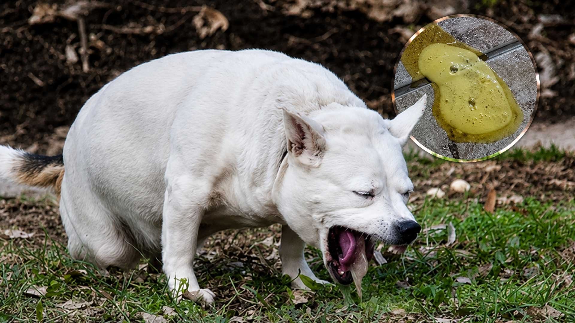 ¿Tu perro vomita amarillo por la mañana? Esta es la razón