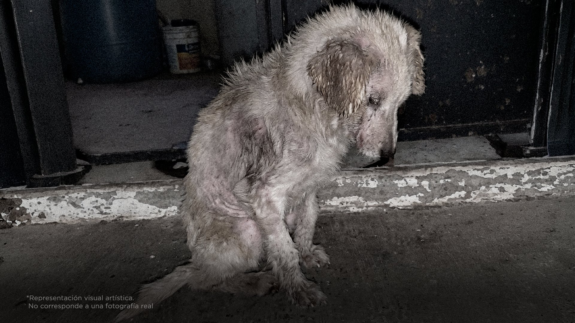 Urgente: esto está pasando con los perritos de la calle